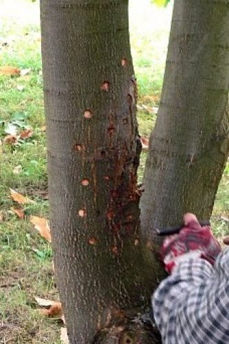 léčba se prování očkováním hypovirulentními kmeny hub pod kůru stromu