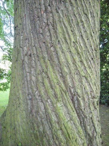 kůra kaštanovníku u vzrostlého stromu