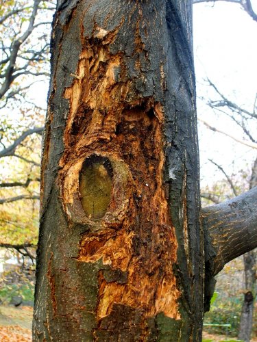 napadený strom kaštanovníku houbou crypthonectria parasitica